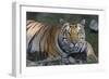 India. Male Bengal tiger enjoys the cool of a water hole at Kanha Tiger Reserve.-Ralph H. Bendjebar-Framed Photographic Print