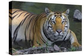 India. Male Bengal tiger enjoys the cool of a water hole at Kanha Tiger Reserve.-Ralph H. Bendjebar-Stretched Canvas