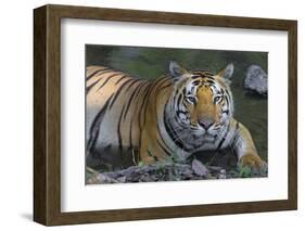 India. Male Bengal tiger enjoys the cool of a water hole at Kanha Tiger Reserve.-Ralph H. Bendjebar-Framed Photographic Print