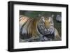 India. Male Bengal tiger enjoys the cool of a water hole at Kanha Tiger Reserve.-Ralph H. Bendjebar-Framed Photographic Print