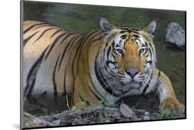 India. Male Bengal tiger enjoys the cool of a water hole at Kanha Tiger Reserve.-Ralph H. Bendjebar-Mounted Photographic Print