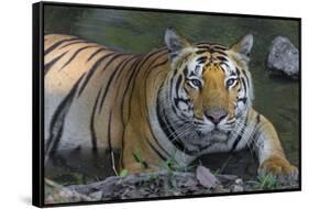 India. Male Bengal tiger enjoys the cool of a water hole at Kanha Tiger Reserve.-Ralph H. Bendjebar-Framed Stretched Canvas
