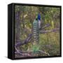 India. Peacock, Pavo cristatus, on display at Bandhavgarh Tiger Reserve.-Ralph H. Bendjebar-Framed Stretched Canvas