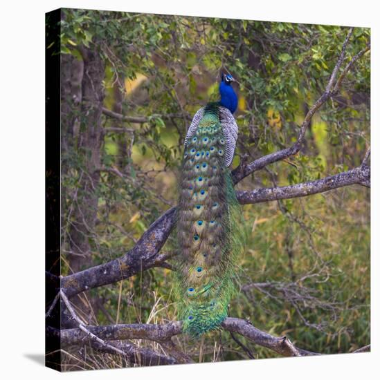 India. Peacock, Pavo cristatus, on display at Bandhavgarh Tiger Reserve.-Ralph H. Bendjebar-Stretched Canvas