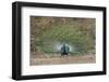 India. Peacock, Pavo cristatus, on display at Bandhavgarh Tiger Reserve.-Ralph H. Bendjebar-Framed Photographic Print