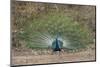 India. Peacock, Pavo cristatus, on display at Bandhavgarh Tiger Reserve.-Ralph H. Bendjebar-Mounted Photographic Print