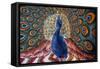 India: Peacock-null-Framed Stretched Canvas