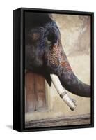 India, Rajasthan, Amber, Amer Fort, Painted Indian Elephant-Dave Bartruff-Framed Stretched Canvas