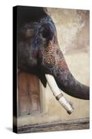 India, Rajasthan, Amber, Amer Fort, Painted Indian Elephant-Dave Bartruff-Stretched Canvas