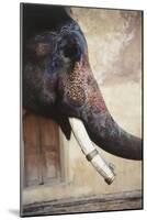 India, Rajasthan, Amber, Amer Fort, Painted Indian Elephant-Dave Bartruff-Mounted Photographic Print