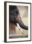 India, Rajasthan, Amber, Amer Fort, Painted Indian Elephant-Dave Bartruff-Framed Photographic Print