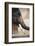India, Rajasthan, Amber, Amer Fort, Painted Indian Elephant-Dave Bartruff-Framed Photographic Print