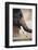 India, Rajasthan, Amber, Amer Fort, Painted Indian Elephant-Dave Bartruff-Framed Photographic Print