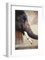 India, Rajasthan, Amber, Amer Fort, Painted Indian Elephant-Dave Bartruff-Framed Photographic Print