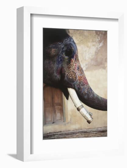 India, Rajasthan, Amber, Amer Fort, Painted Indian Elephant-Dave Bartruff-Framed Photographic Print