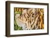 India, Rajasthan, Jaipur. a Roadside Stall with a Display of Thin-Nigel Pavitt-Framed Photographic Print