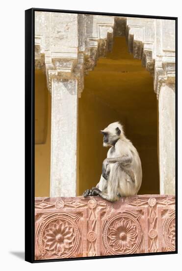 India, Rajasthan, Jaipur, Amber Fort. Monkey in the Courtyard-Emily Wilson-Framed Stretched Canvas