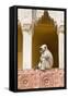 India, Rajasthan, Jaipur, Amber Fort. Monkey in the Courtyard-Emily Wilson-Framed Stretched Canvas