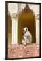 India, Rajasthan, Jaipur, Amber Fort. Monkey in the Courtyard-Emily Wilson-Framed Photographic Print