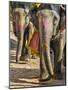 India, Rajasthan, Jaipur-Nigel Pavitt-Mounted Photographic Print