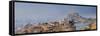 India, Rajasthan, Jodhpur, Jaswant Thada Temple and Mehrangarh Fort-Michele Falzone-Framed Stretched Canvas