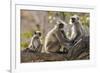 India, Rajasthan, Ranthambhore. a Family of Gray Langurs.-Nigel Pavitt-Framed Photographic Print