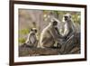 India, Rajasthan, Ranthambhore. a Family of Gray Langurs.-Nigel Pavitt-Framed Photographic Print