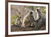 India, Rajasthan, Ranthambhore. a Family of Gray Langurs.-Nigel Pavitt-Framed Photographic Print