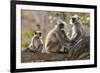 India, Rajasthan, Ranthambhore. a Family of Gray Langurs.-Nigel Pavitt-Framed Photographic Print