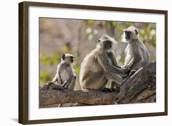 India, Rajasthan, Ranthambhore. a Family of Gray Langurs.-Nigel Pavitt-Framed Photographic Print