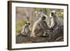 India, Rajasthan, Ranthambhore. a Family of Gray Langurs.-Nigel Pavitt-Framed Photographic Print