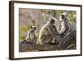 India, Rajasthan, Ranthambhore. a Family of Gray Langurs.-Nigel Pavitt-Framed Photographic Print