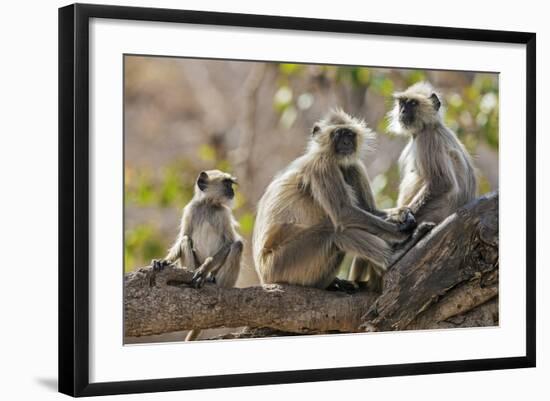 India, Rajasthan, Ranthambhore. a Family of Gray Langurs.-Nigel Pavitt-Framed Photographic Print