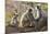 India, Rajasthan, Ranthambhore. a Family of Gray Langurs.-Nigel Pavitt-Mounted Photographic Print