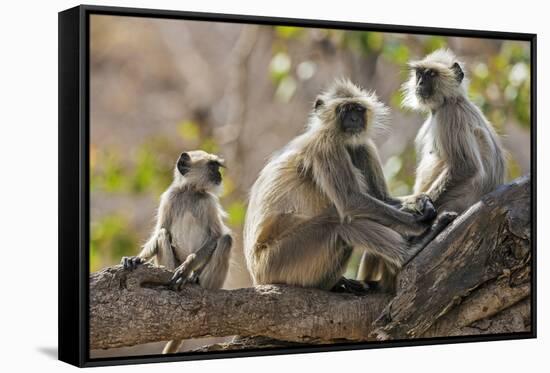 India, Rajasthan, Ranthambhore. a Family of Gray Langurs.-Nigel Pavitt-Framed Stretched Canvas