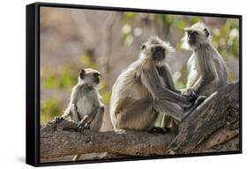 India, Rajasthan, Ranthambhore. a Family of Gray Langurs.-Nigel Pavitt-Framed Stretched Canvas