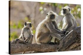 India, Rajasthan, Ranthambhore. a Family of Gray Langurs.-Nigel Pavitt-Stretched Canvas