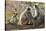 India, Rajasthan, Ranthambhore. a Family of Gray Langurs.-Nigel Pavitt-Stretched Canvas