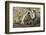 India, Rajasthan, Ranthambhore. a Family of Gray Langurs.-Nigel Pavitt-Framed Photographic Print