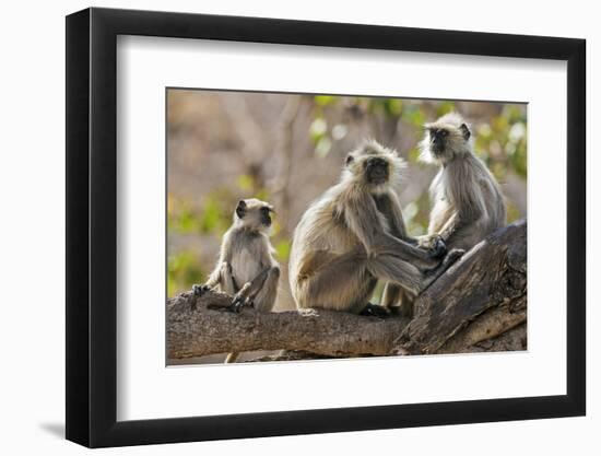 India, Rajasthan, Ranthambhore. a Family of Gray Langurs.-Nigel Pavitt-Framed Photographic Print