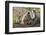 India, Rajasthan, Ranthambhore. a Family of Gray Langurs.-Nigel Pavitt-Framed Photographic Print