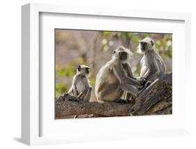 India, Rajasthan, Ranthambhore. a Family of Gray Langurs.-Nigel Pavitt-Framed Photographic Print