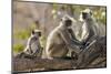 India, Rajasthan, Ranthambhore. a Family of Gray Langurs.-Nigel Pavitt-Mounted Photographic Print