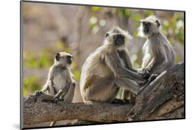 India, Rajasthan, Ranthambhore. a Family of Gray Langurs.-Nigel Pavitt-Mounted Photographic Print