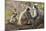 India, Rajasthan, Ranthambhore. a Family of Gray Langurs.-Nigel Pavitt-Mounted Photographic Print