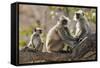 India, Rajasthan, Ranthambhore. a Family of Gray Langurs.-Nigel Pavitt-Framed Stretched Canvas