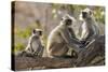 India, Rajasthan, Ranthambhore. a Family of Gray Langurs.-Nigel Pavitt-Stretched Canvas