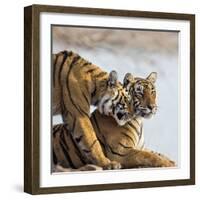 India, Rajasthan, Ranthambhore. a Female Bengal Tiger Is Greeted by One of Her One-Year-Old Cubs.-Nigel Pavitt-Framed Photographic Print