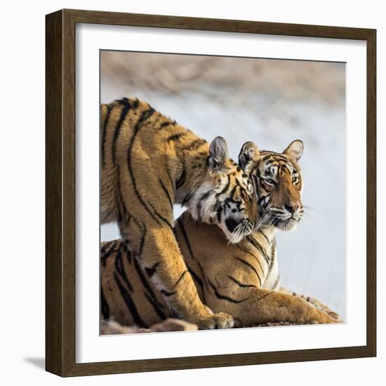 India, Rajasthan, Ranthambhore. a Female Bengal Tiger Is Greeted by One of Her One-Year-Old Cubs.-Nigel Pavitt-Framed Photographic Print