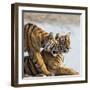 India, Rajasthan, Ranthambhore. a Female Bengal Tiger Is Greeted by One of Her One-Year-Old Cubs.-Nigel Pavitt-Framed Photographic Print